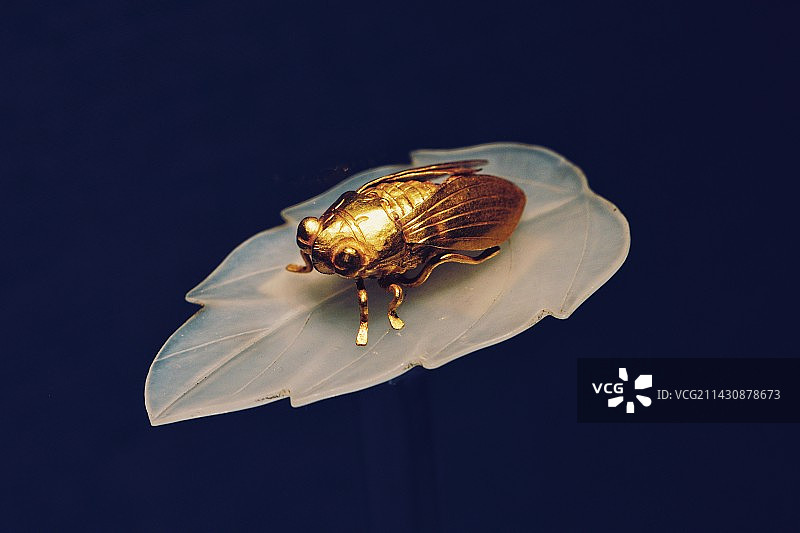 金蝉玉叶的特写镜头图片素材