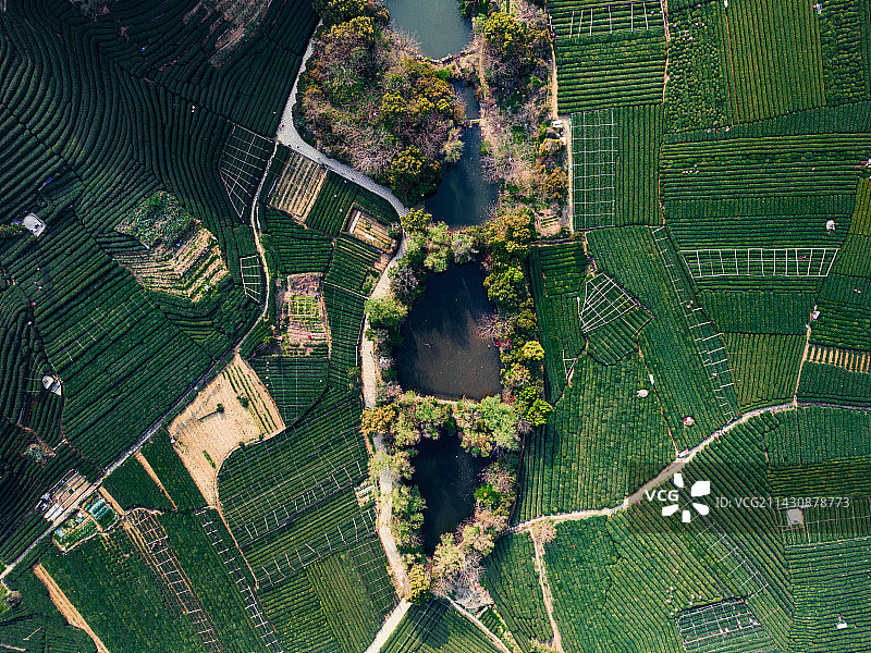 龙坞茶镇图片素材