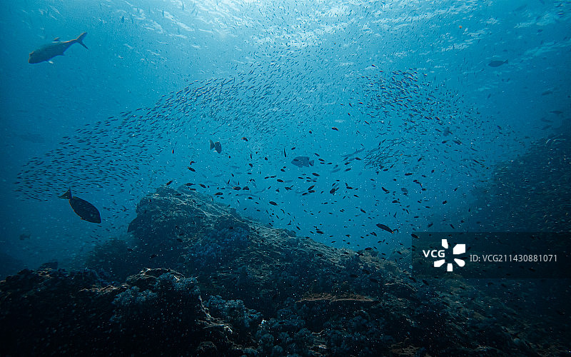 近岸礁石&鱼群 泰国 普吉 斯米兰群岛 水下潜水摄影图片素材