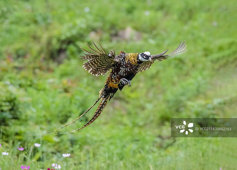 白冠长尾雉图片素材