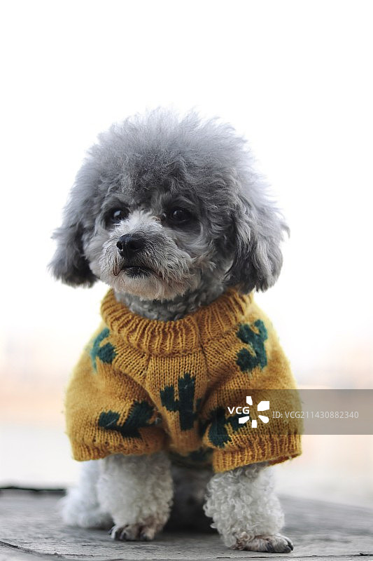 可爱小巧的玩具贵宾犬泰迪犬图片素材