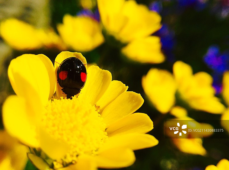 花上昆虫特写镜头图片素材