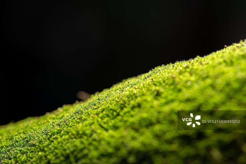 绿色苔藓图片素材