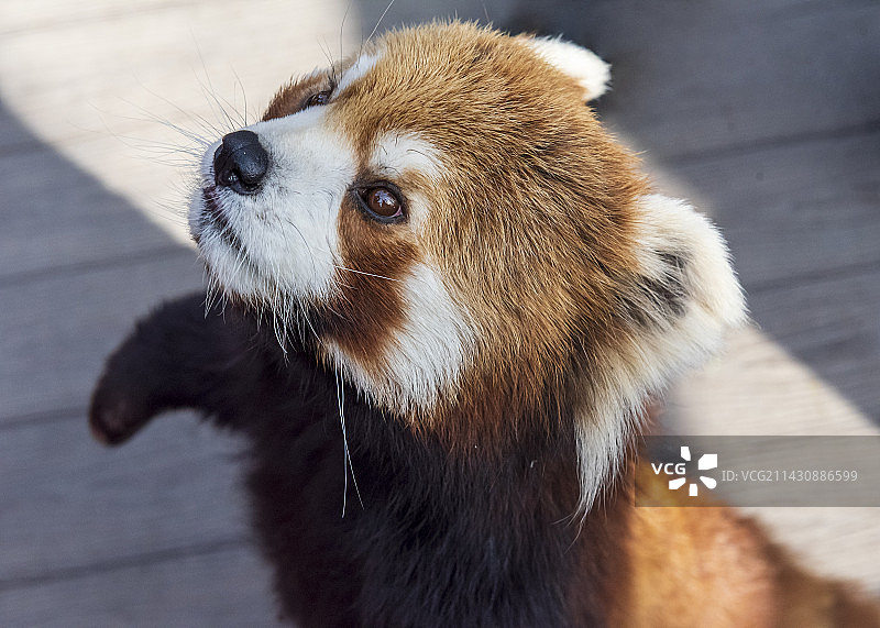 一只小熊猫站起来特写图片素材