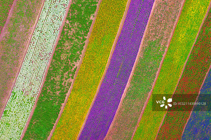 彩虹花海图片素材