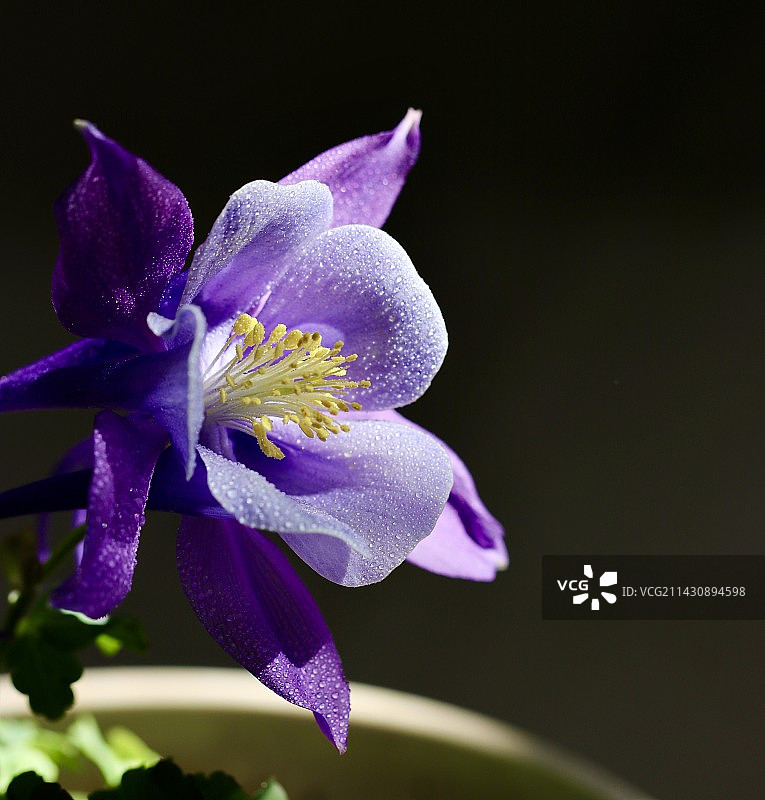 黑色背景下 耧斗菜图片素材