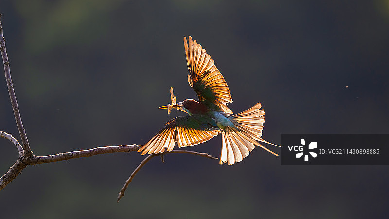 蓝喉蜂虎图片素材