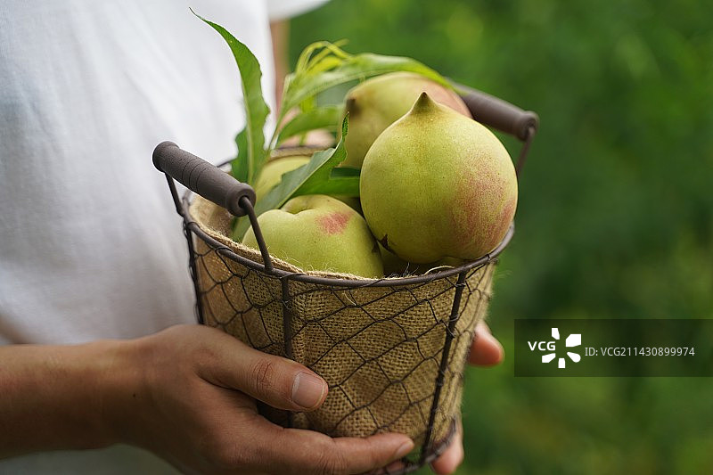 一篮筐鹰嘴桃图片素材
