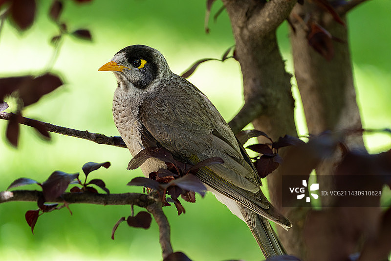 黑头矿鸟图片素材
