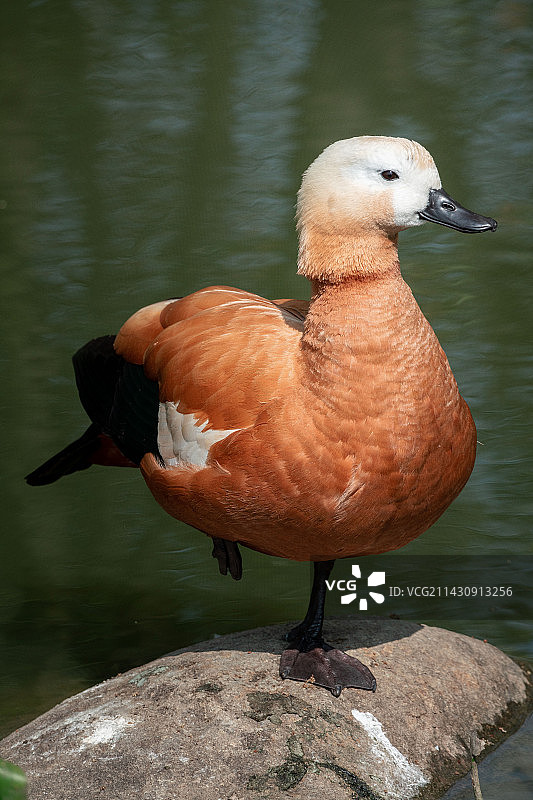 湖中鸭子的特写镜头图片素材