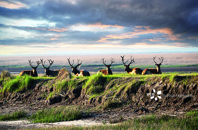 夕阳下的麋鹿图片素材