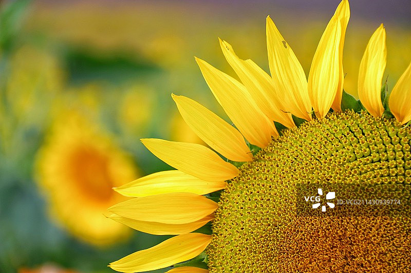 向日葵图片素材