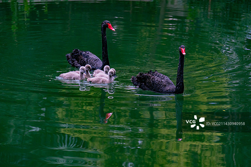 黑天鹅一家在湖中戏水图片素材