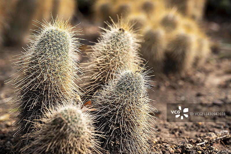 仙人掌特写图片素材