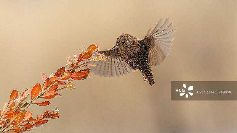 飞舞的鹪鹩图片素材