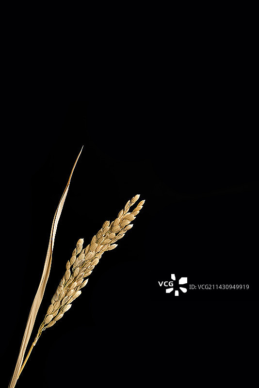 一颗稻穗特写黑色背景图片素材