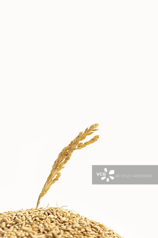 稻谷里的一颗稻穗图片素材