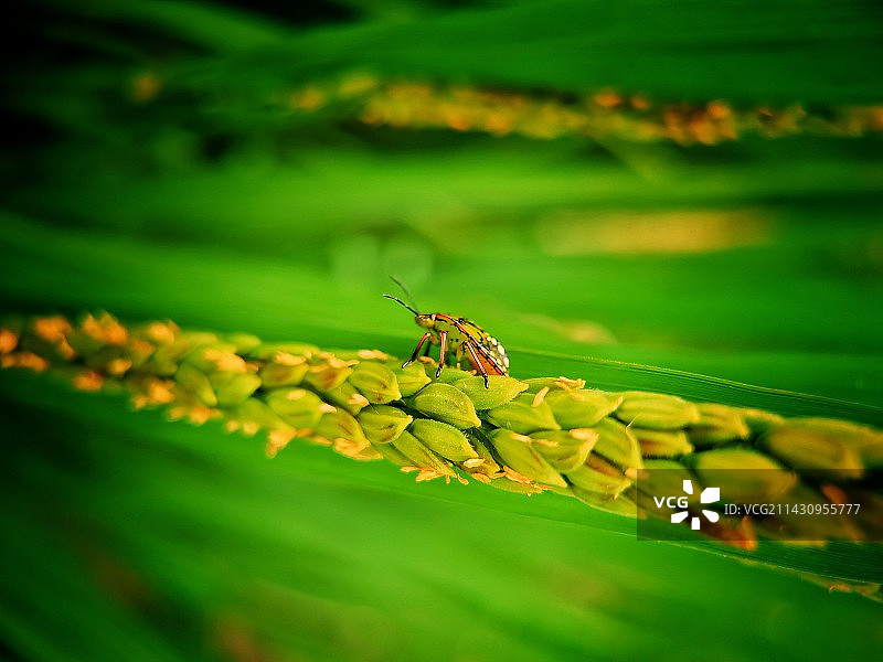 谷上行（摄于浙江省绍兴市越城区孙端街道下畈）图片素材