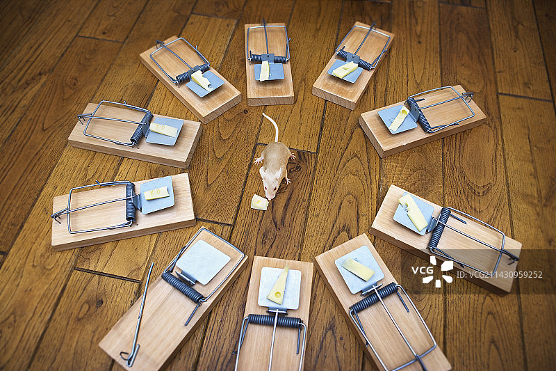 被捕鼠器包围的老鼠图片素材