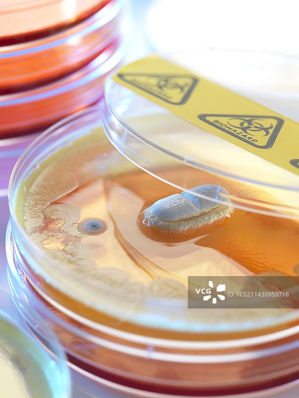 抗生素测试概念图图片素材