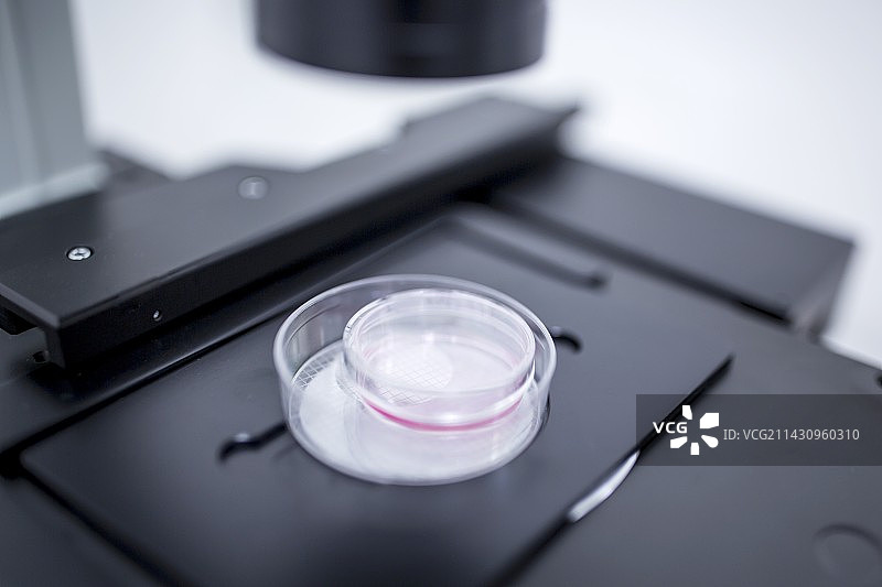 检查培养细胞图片素材