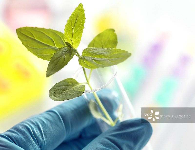 植物研究概念图图片素材