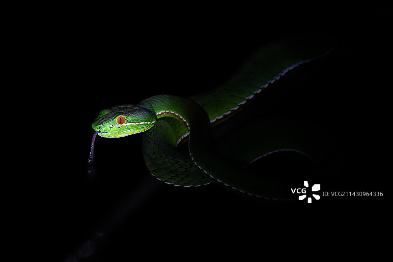 会英文的小青……图片素材