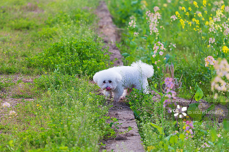 田间玩耍的比熊犬图片素材