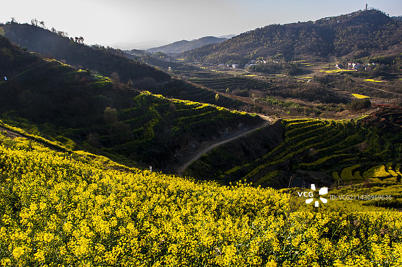 湖北黄冈浠水县城山村梯田油菜花景色图片素材