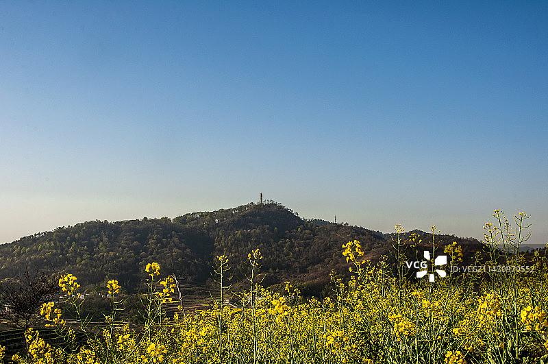 湖北黄冈浠水县城山村梯田油菜花景色图片素材