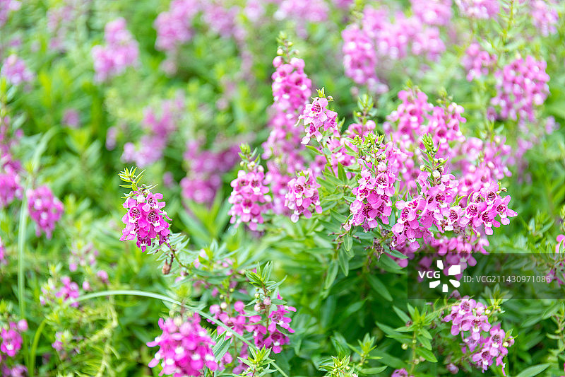 阳光下绽放的香彩雀花图片素材