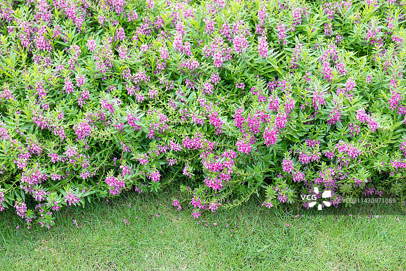 阳光下绽放的香彩雀花图片素材