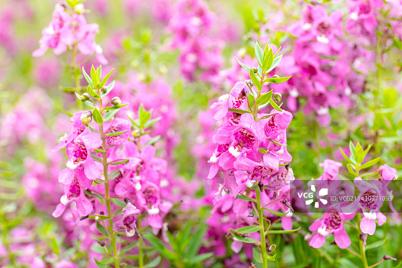 阳光下绽放的香彩雀花图片素材