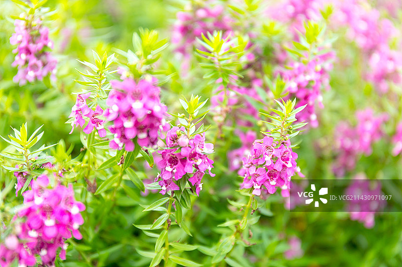 阳光下绽放的香彩雀花图片素材