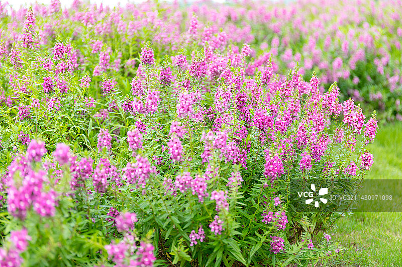 阳光下绽放的香彩雀花图片素材