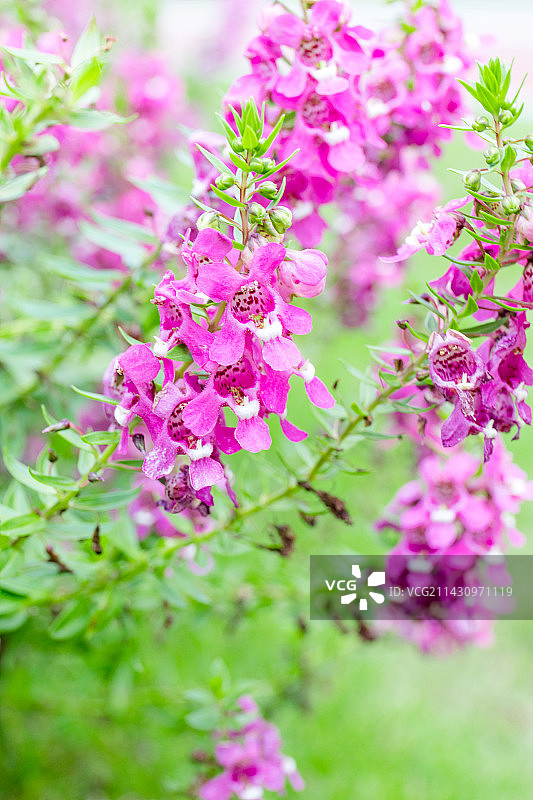 阳光下绽放的香彩雀花图片素材