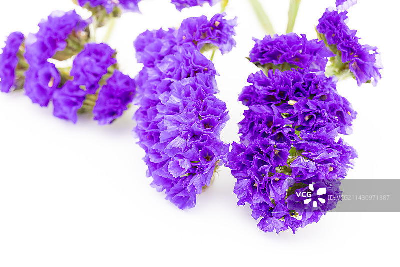 紫色补血草鲜花图片素材