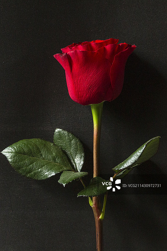 盛开的玫瑰花图片素材