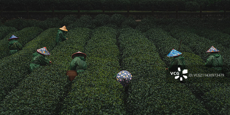 杭州市西湖梅家坞茶园采茶人图片素材