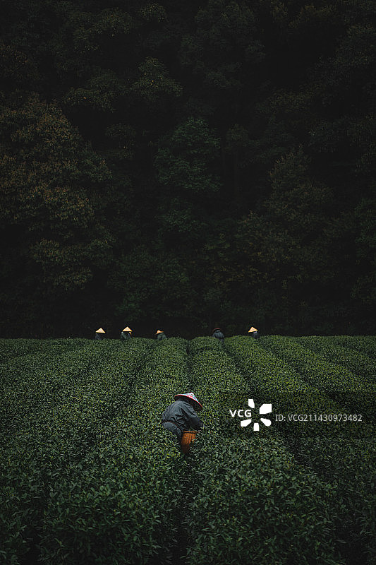 杭州市西湖梅家坞茶园采茶人图片素材