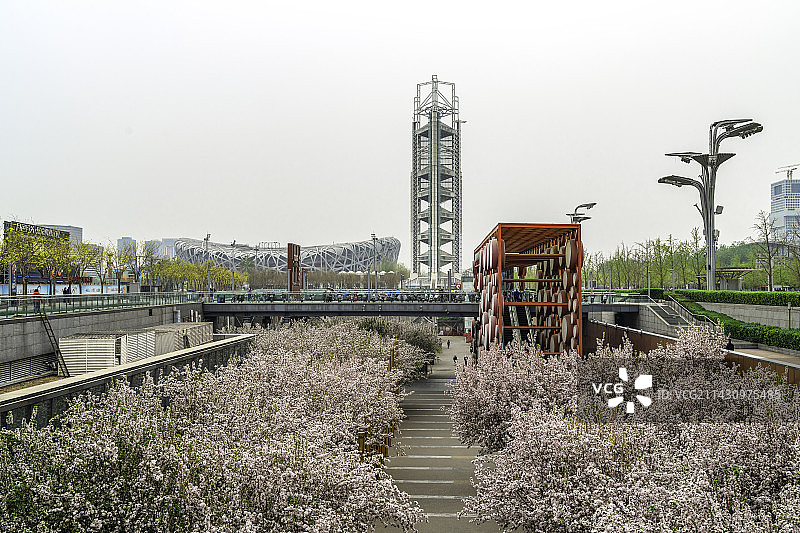 北京奥林匹克公园海棠花盛开图片素材