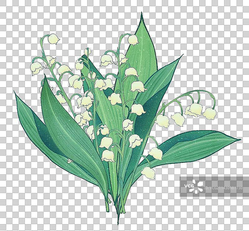 肌理风格植物花铃兰花元素图片素材