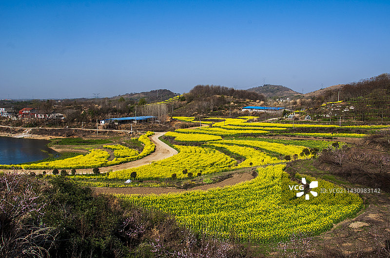 湖北黄冈浠水县城山村梯田油菜花田园风光图片素材