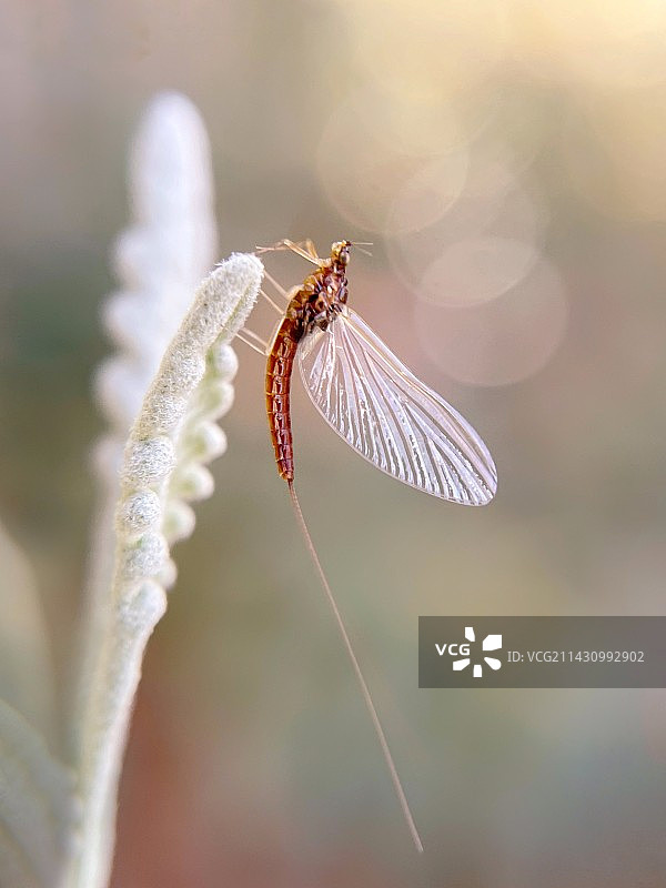 蜉蝣小精灵图片素材