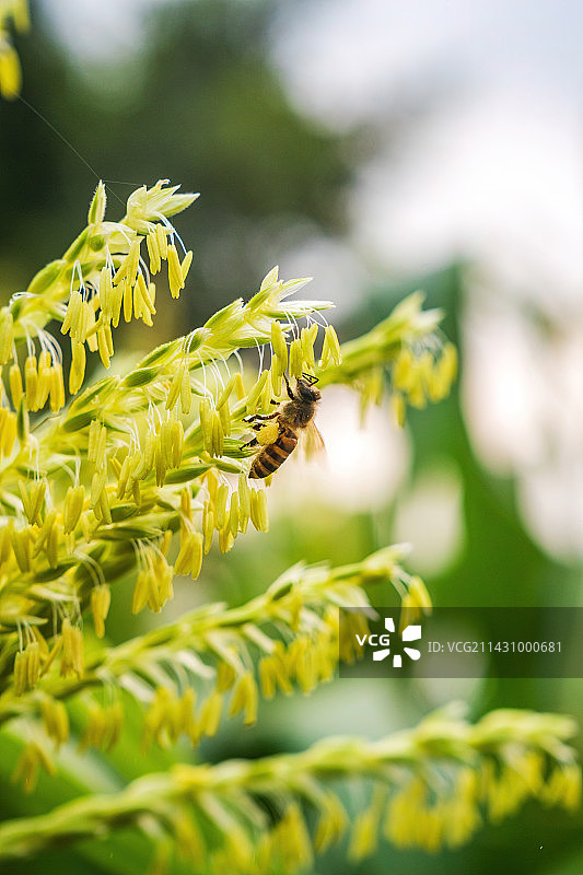 春天玉米雄穗开花期蜜蜂正在授粉特写图片素材