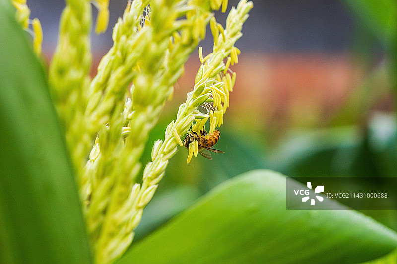 春天玉米雄穗开花期蜜蜂正在授粉特写图片素材