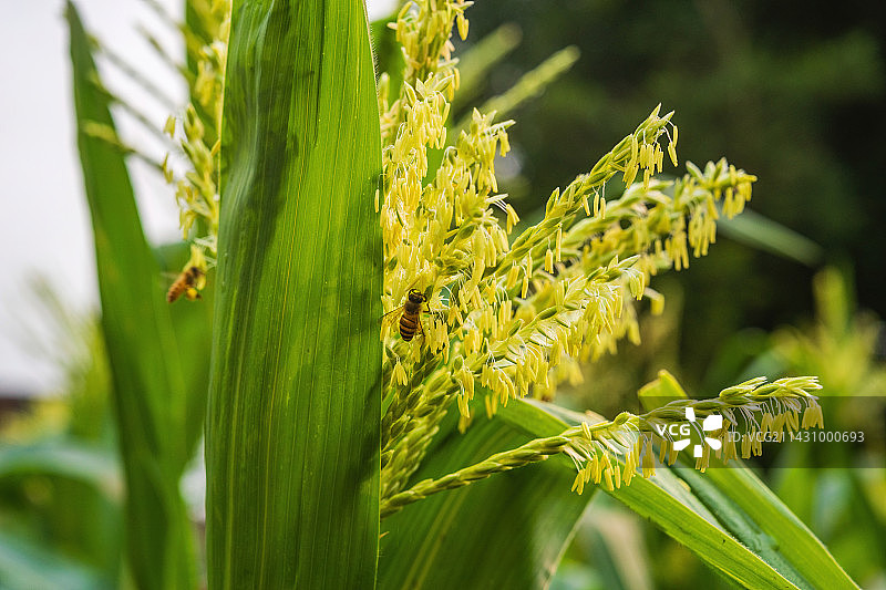 春天玉米雄穗开花期蜜蜂正在授粉特写图片素材