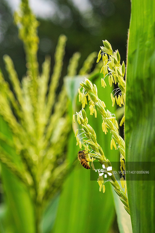 春天玉米雄穗开花期蜜蜂正在授粉特写图片素材