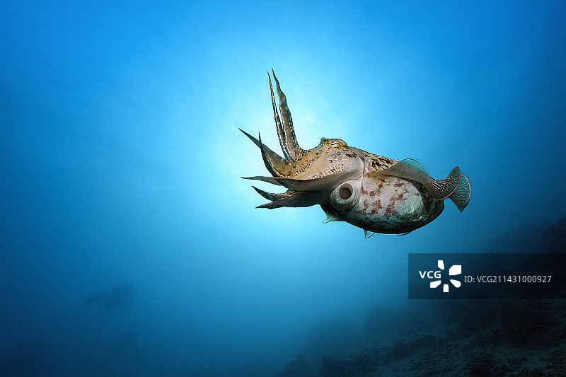 水下摄影-虎斑乌贼图片素材