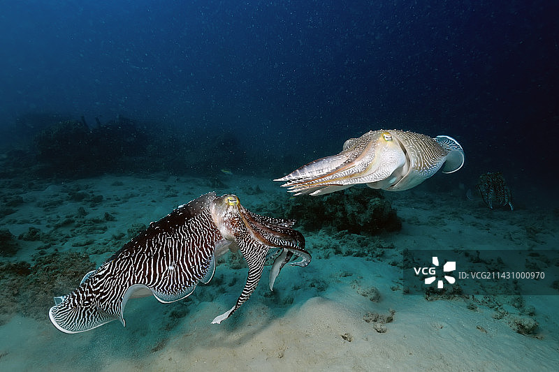 虎斑乌贼交配图片素材
